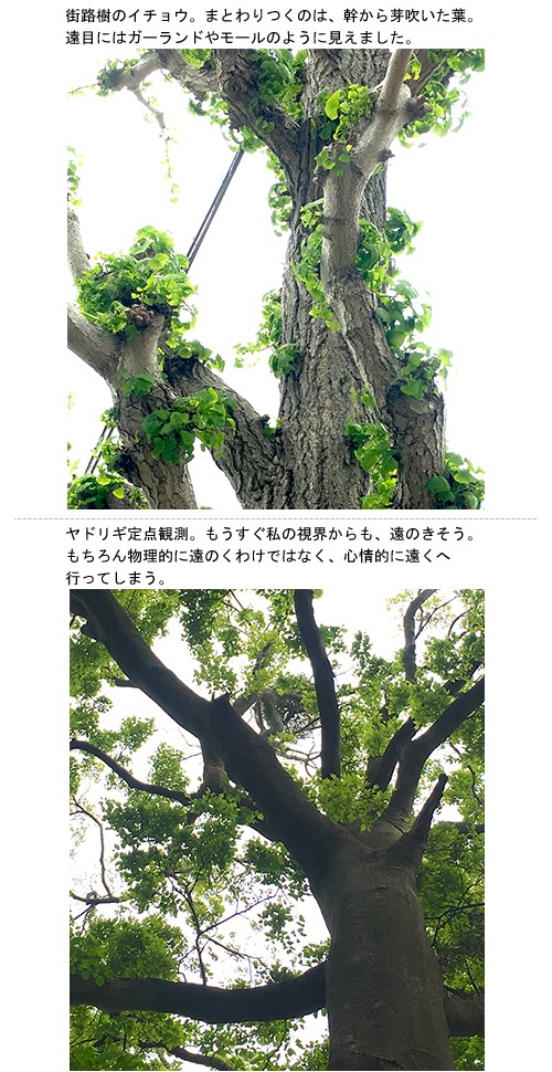 緑色の自己主張