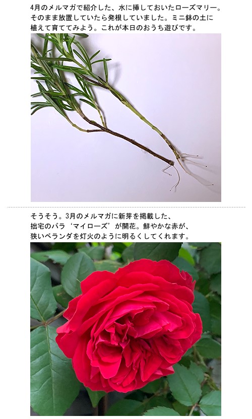 植え替えで古土が生じたら