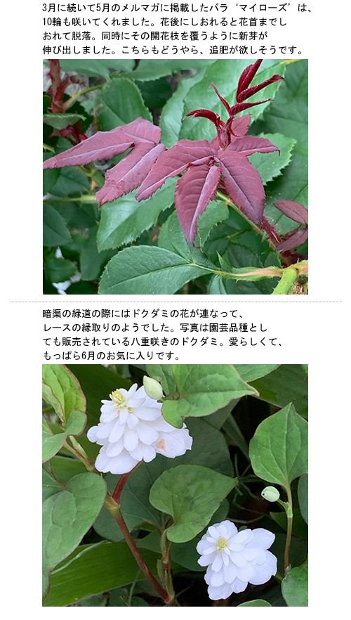 花後のバラとクレマチス