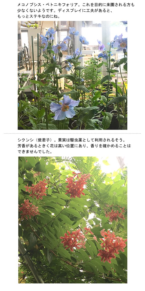 花後のバラとクレマチス