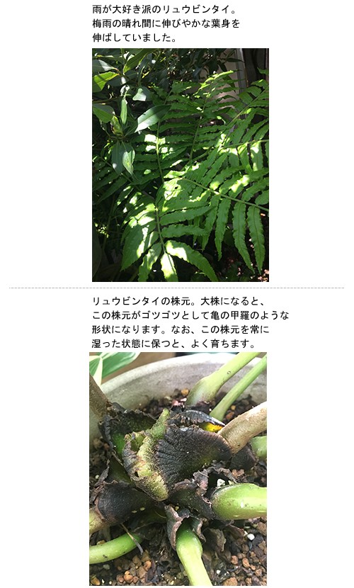 戸外だけど軒下好きの植物は