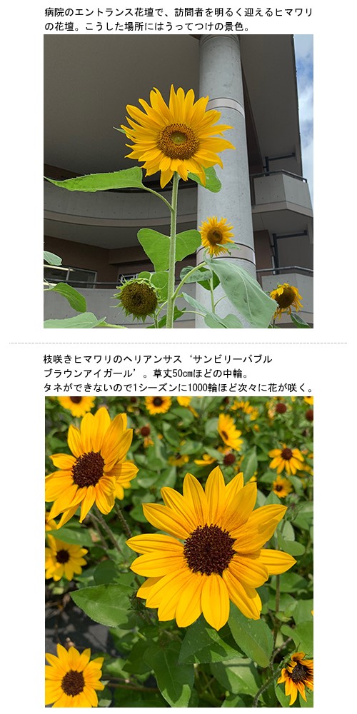 愛おしいサイズ