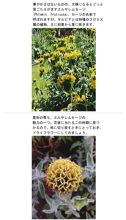 秋はサルビアシーズン