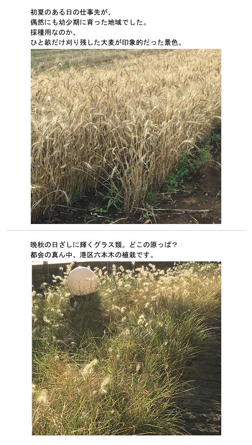 長い葉っぱで秋を楽しむ