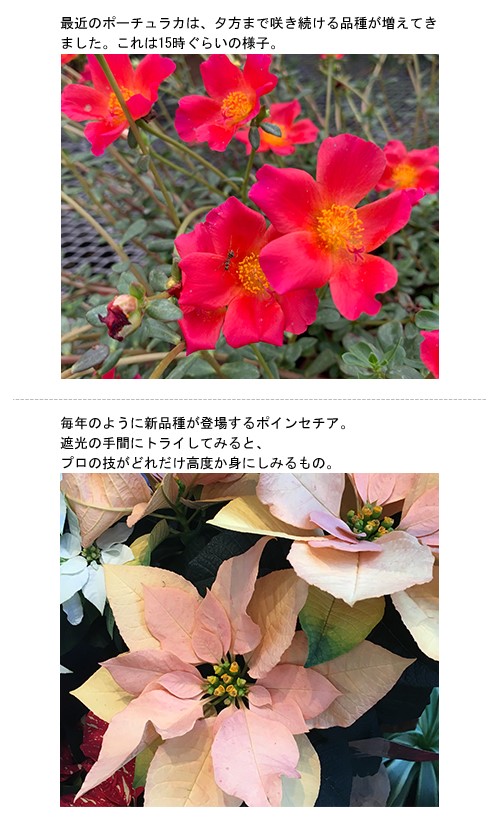 植物と日照と