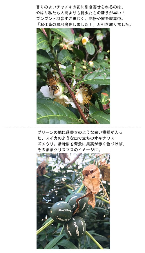 冬、そして来年へ思いがつながる