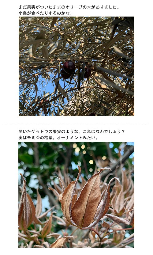 エバーグリーン探し