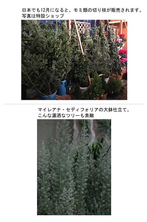 私たちのクリスマスツリーはどうしたら?