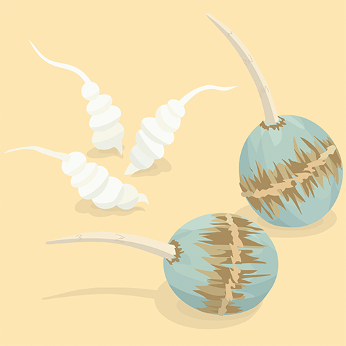 クワイ(右)・チョロギ