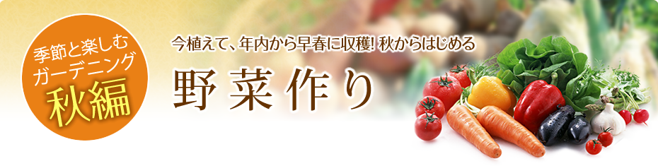 季節と楽しむガーデニング 秋編今植えて、年内から早春に収穫！秋からはじめる野菜作り