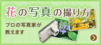 花の写真の撮り方 プロの写真家が教えます