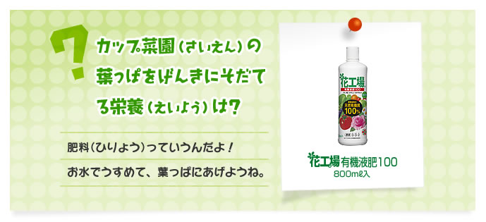 カップ菜園（さいえん）の葉っぱをげんきにそだてる栄養は？　
肥料っていうんだよ！　お水でうすめて、葉っぱにあげようね。
