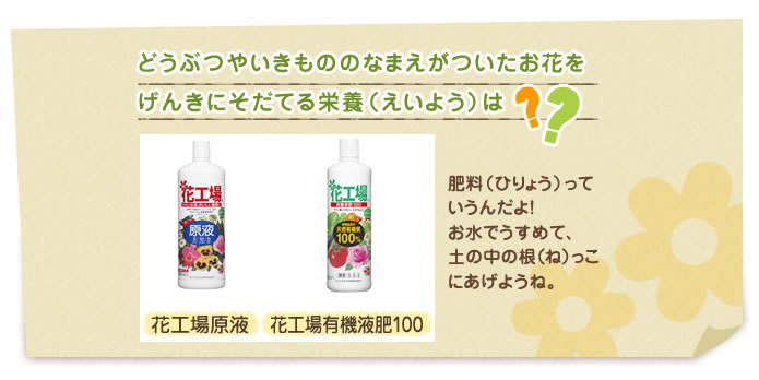 テントウムシとなかよしのしょくぶつを、げんきにそだてる栄養は？　
肥料っていうんだよ！　お水でうすめて、土の中の根（ね）っこあげようね。