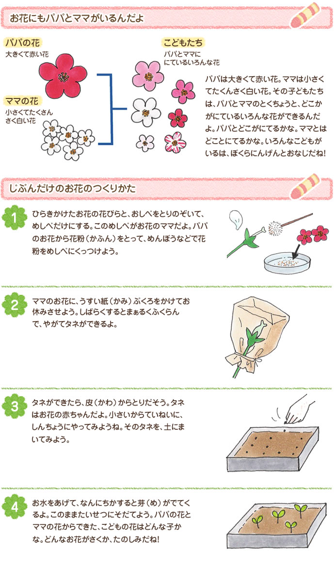 
お花にもパパとママがいるんだよ パパは大きくて赤い花。ママは小さくてたくさんさく白い花。その子どもたちは、パパとママのとくちょうと、どこかがにているいろんな花ができるんだよ。パパとどこがにてるかな。ママとはどことにてるかな。いろんなこどもがいるのは、ぼくらにんげんとおなじだね！
じぶんだけのお花のつくりかた
1.ひらきかけたお花の花びらと、おしべをとりのぞいて、めしべだけにする。このめしべがお花のママだよ。パパのお花から花粉（かふん）をとって、めんぼうなどで花粉をめしべにくっつけよう。
2.ママのお花に、うすい紙（かみ）ぶくろをかけてお休みさせよう。しばらくするとまぁるくふくらんで、やがてタネができるよ。
3.タネができたら、皮（かわ）からとりだそう。タネはお花の赤ちゃんだよ。小さいからていねいに、しんちょうにやってみようね。そのタネを、土にまいてみよう。
4.お水をあげて、なんにちかすると芽（め）がでてくるよ。このままたいせつにそだてよう。パパの花とママの花からできた、こどもの花はどんな子かな。どんなお花がさくか、たのしみだね！