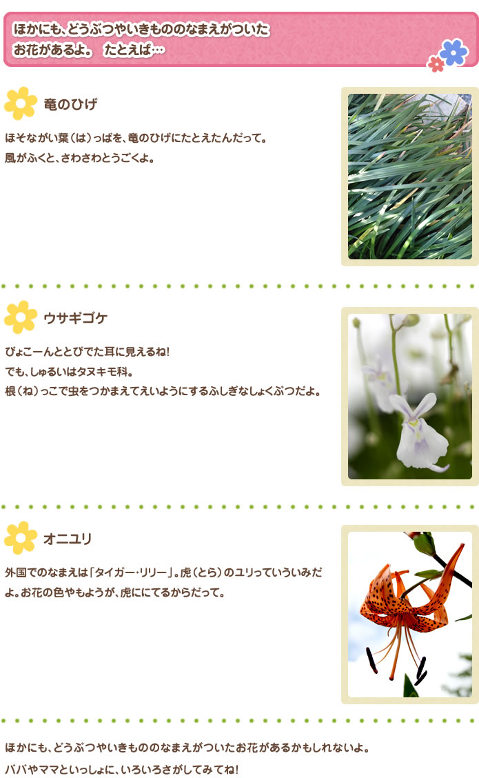 
ほかにも、どうぶつやいきもののなまえがついたお花があるよ。　たとえば...
竜のひげ
ほそながい葉（は）っぱを、竜のひげにたとえたんだって。
ウサギゴケ
ぴょこーんととびでた耳に見えるね！でも、しゅるいはタヌキモ科。根（ね）っこで虫をつかまえてえいようにするふしぎなしょくぶつだよ。
オニユリ
外国でのなまえは「タイガー・リリー」。虎（とら）のユリっていういみだよ。お花の色やもようが、虎ににてるからだって。
ほかにも、どうぶつやいきもののなまえがついたお花があるかもしれないよ。パパやママといっしょに、いろいろさがしてみてね！