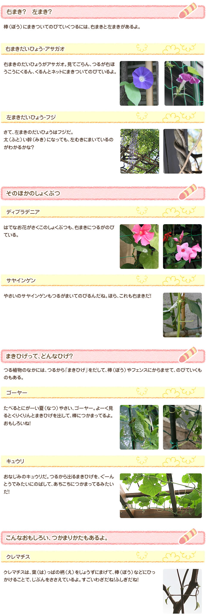 右まき？　左まき？ 棒（ぼう）にまきついてのびていくつるには、右まきと左まきがあるよ。
右まきだいひょう・アサガオ 右まきのだいひょうがアサガオ。見てごらん、つるが右ほうこうにくるん、くるんとネットにまきついてのびているよ。
左まきだいひょう・フジ さて、左まきのだいひょうはフジだ。
太（ふと）い幹（みき）になっても、左むきにまいているのがわかるかな？
そのほかの植物（しょくぶつ）
マンデビラ はでなお花がさくこのしょくぶつも、右まきにつるがのびている。
サヤインゲン やさいのサヤインゲンもつるがまいてのびるんだね。ほら、これも右まきだ！
まきひげって、どんなひげ？ つる植物（しょくぶつ）のなかには、つるから「まきひげ」をだして、棒（ぼう）やフェンスにからませて、のびていくものもある。
ゴーヤー たべるとにがーい夏（なつ）やさい、ゴーヤー。よーく見るとくりくりんとまきひげを出して、棒(ぼう)につかまってるよ。おもしろいね！
キュウリ おなじみのキュウリだ。つるから出るまきひげを、ぐーんとうでみたいにのばして、あちこちにつかまってるみたいだ！
こんなおもしろい、つかまりかたもあるよ。
クレマチス クレマチスは、葉（は）っぱの柄（え）をじょうずにまげて、棒（ぼう）などにひっかけることで、じぶんをささえているよ。すごいわざだね！ふしぎだね！