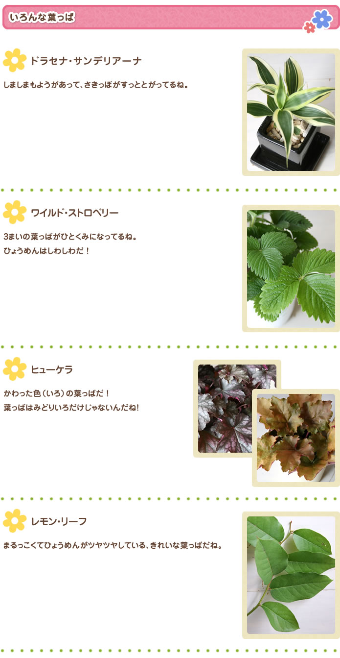 いろんな葉っぱ
ドラセナ・サンデリアーナ
しましまもようがあって、さきっぽがすっととがってるね。
ワイルド・ストロベリー
3枚の葉っぱがひとくみになってるね。ひょうめんはしわしわだ！
ヒューケラ
かわった色（いろ）の葉っぱだ！葉っぱはみどりいろだけじゃないんだね！
レモン・リーフ
まるっこくてひょうめんがツヤツヤしている、きれいな葉っぱだね。