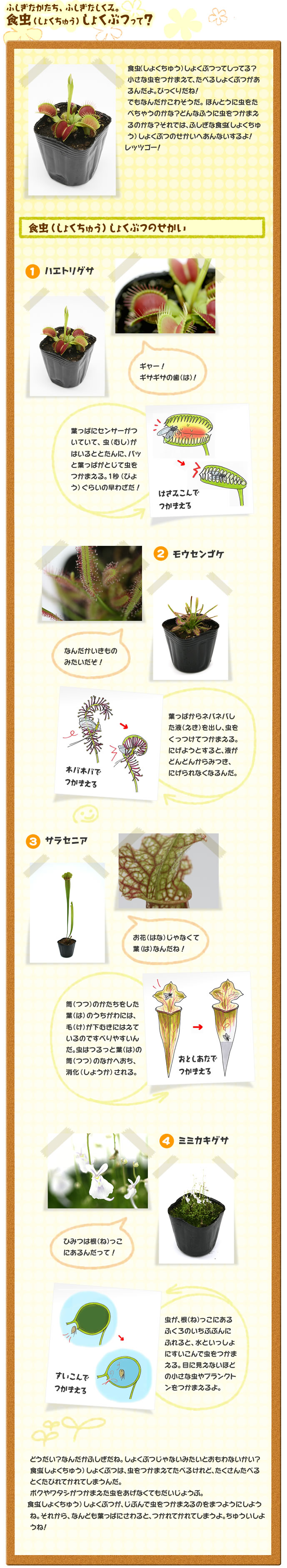 食虫（しょくちゅう）って？ 
食虫（しょくちゅう）しょくぶつってしってる？小さな虫をつかまえて、たべるしょくぶつがあるんだよ。びっくりだね！
でもなんだかこわそうだ。ほんとうに虫をたべちゃうのかな？どんなふうに虫をつかまえるのかな？それでは、ふしぎな食虫（しょくちゅう）しょくぶつのせかいへあんないするよ！
レッツゴー！
食虫（しょくちゅう）しょくぶつのせかい
1ハエトリグサ
ギャー！ギザギザの歯（は）！
葉っぱにセンサーがついていて、虫（むし）がはいるととたんに、パッと葉っぱがとじて虫をつかまえる。1秒（びょう）ぐらいの早わざだ！
2モウセンゴケ
なんだかいきものみたいだぞ！
葉っぱからネバネバした
液（えき）を出し、虫をくっつけてつかまえる。
にげようとすると、液がどんどんからみつき、
にげられなくなるんだ。
3サラセニア
お花（はな）じゃなくて葉（は）なんだね！
筒（つつ）のかたちをした葉（は）のうちがわには、毛（け）が下むきにはえているのですべりやすいんだ。虫はつるっと葉（は）の筒（つつ）のなかへおち、消化（しょうか）される。
4ミミカキグサ
ひみつは根（ね）っこにあるんだって！
虫が、根（ね）っこにある
ふくろのいちぶぶんに
ふれると、水といっしょにすいこんで虫をつかまえる。目に見えないほどの小さな虫やプランクトンをつかまえるよ。
どうだい？なんだかふしぎだね。しょくぶつじゃないみたいとおもわないかい？
食虫（しょくちゅう）しょくぶつは、虫をつかまえてたべるけれど、たくさんたべるとくたびれてかれてしまうんだ。
ボクやワタシがつかまえた虫をあげなくてもだいじょうぶ。
食虫（しょくちゅう）しょくぶつが、じぶんで虫をつかまえるのをまつようにしようね。それから、なんども葉っぱにさわると、つかれてかれてしまうよ。ちゅういしようね！