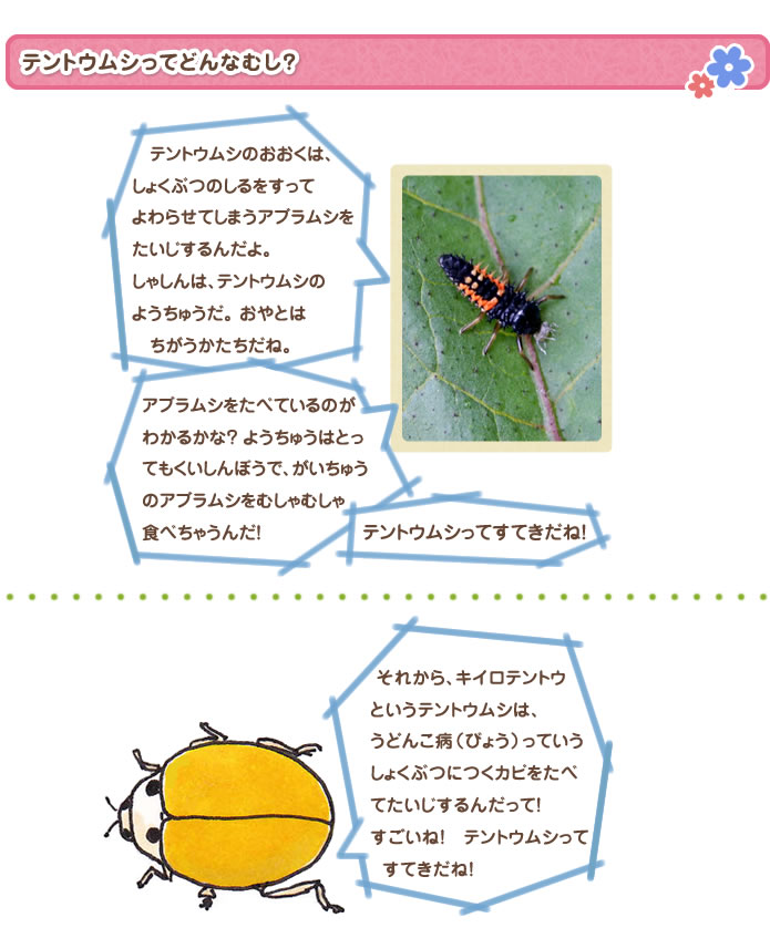 テントウムシってどんなむし？テントウムシのおおくは、しょくぶつのしるをすってよわらせてしまうアブラムシをたいじするんだよ。しゃしんは、テントウムシのようちゅうだ。おやとはちがうかたちだね。アブラムシをたべているのがわかるかな？ようちゅうはとってもくいしんぼうで、がいちゅうのアブラムシをむしゃむしゃ食べちゃうんだ！テントウムシってすてきだね！それから、キイロテントウというテントウムシは、うどんこ病（びょう）っていうしょくぶつにつくカビをたべてたいじするんだって！すごいね！　テントウムシってすてきだね！
