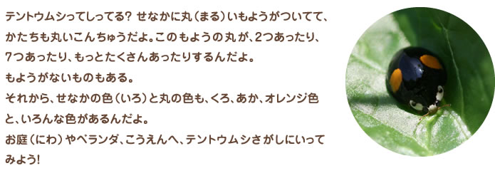 テントウムシってしってる？ せなかに丸（まる）いもようがついてて、かたちも丸いこんちゅうだよ。このもようの丸が、2つあったり、7つあったり、もっとたくさんあったりするんだよ。もようがないものもある。それから、せなかの色（いろ）と丸の色も、くろ、あか、オレンジ色と、いろんな色があるんだよ。お庭（にわ）やベランダ、こうえんへ、テントウムシさがしにいってみよう！