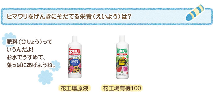ヒマワリをげんきにそだてる栄養（えいよう）は？ 肥料（ひりょう）っていうんだよ！　お水でうすめて、根（ね）もとにあげようね。