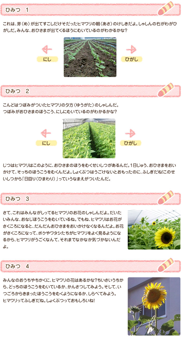 ひみつ　1 これは、芽（め）が出てすこしだけそだったヒマワリの朝（あさ）のけしきだよ。しゃしんの右がわがひがしだ。みんな、おひさまが出てくるほうにむいているのがわかるかな？
ひみつ　2 こんどはつぼみがついたヒマワリの夕方（ゆうがた）のしゃしんだ。つぼみがおひさまのほうこう、にしにむいているのがわかるかな？じつはヒマワリはこのように、おひさまのほうをむくせいしつがあるんだ。1日じゅう、おひさまをおいかけて、そっちのほうこうをむくんだよ。しょくぶつはうごけないとおもったのに、ふしぎだね！このせいしつから「日回り（ひまわり）」っていうなまえがついたんだ。
ひみつ　3 さて、これはみんながしってるヒマワリのお花のしゃしんだよ。だいたいみんな、おなじほうこうをむいているね。でもね、ヒマワリはお花がさくころになると、だんだんおひさまをおいかけなくなるんだよ。お花がさくころになって、ボクやワタシたちがヒマワリをよく見るようになるから、ヒマワリがうごくなんて、それまでなかなか気づかないんだよ。
ひみつ　4 みんなのおうちやちかくに、ヒマワリの花はあるかな？ちいさいうちから、どっちのほうこうをむいているか、かんさつしてみよう。そして、いつごろからきまったほうこうをむくようになるか、しらべてみよう。
ヒマワリってふしぎだね。しょくぶつっておもしろいね！