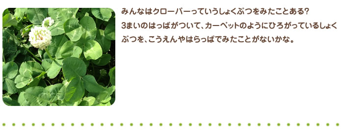 みんなはクローバーっていうしょくぶつをみたことある？3まいのはっぱがついて、カーペットのようにひろがっているしょくぶつを、こうえんやはらっぱでみたことがないかな。