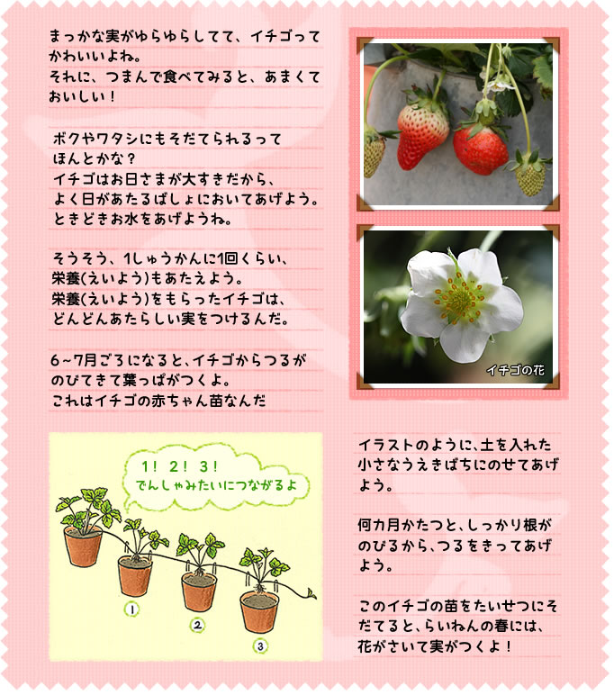 まっかな実がゆらゆらしてて、イチゴってかわいいよね。
それに、つまんで食べてみると、あまくておいしい！　ボクやワタシにもそだてられるってほんとかな？
イチゴはお日さまが大すきだから、よく日があたるばしょにおいてあげよう。ときどきお水をあげようね。
そうそう、1しゅうかんに1回くらい、栄養もあたえよう。栄養をもらったイチゴは、どんどんあたらしい実をつけるんだ。
6～7月ごろになると、イチゴからつるがのびてきて葉っぱがつくよ。
これはイチゴの赤ちゃん苗なんだ。イラストのように、土を入れた小さなうえきばちにのせてあげよう。
何カ月かたつと、しっかり根がのびるから、つるをきってあげよう。
このイチゴの苗をたいせつにそだてると、らいねんの春には、花がさいて実がつくよ！