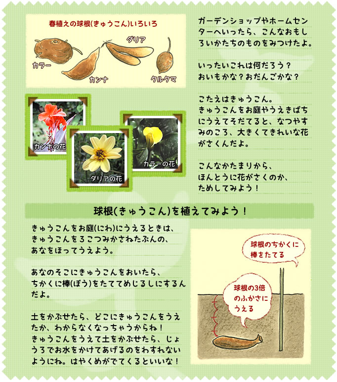 ガーデンショップやホームセンターへいったら、こんなおもしろいかたちのものをみつけたよ。
いったいこれは何だろう？
おいもかな？　おだんごかな？
こたえはきゅうこん。きゅうこんをお庭やうえきばちにうえてそだてると、なつやすみのころ、大きくてきれいな花がさくんだよ。　こんなかたまりから、ほんとうに花がさくのか、ためしてみよう！
球根を植えてみよう！
きゅうこんをお庭にうえるときは、きゅうこんを3こつみかさねたぶんの、あなをほってうえよう。
あなのそこにきゅうこんをおいたら、ちかくに棒をたててめじるしにするんだよ。
土をかぶせたら、どこにきゅうこんをうえたか、わからなくなっちゃうからね！
きゅうこんをうえて土をかぶせたら、じょうろでお水をかけてあげるのをわすれないようにね。はやくめがでてくるといいな！