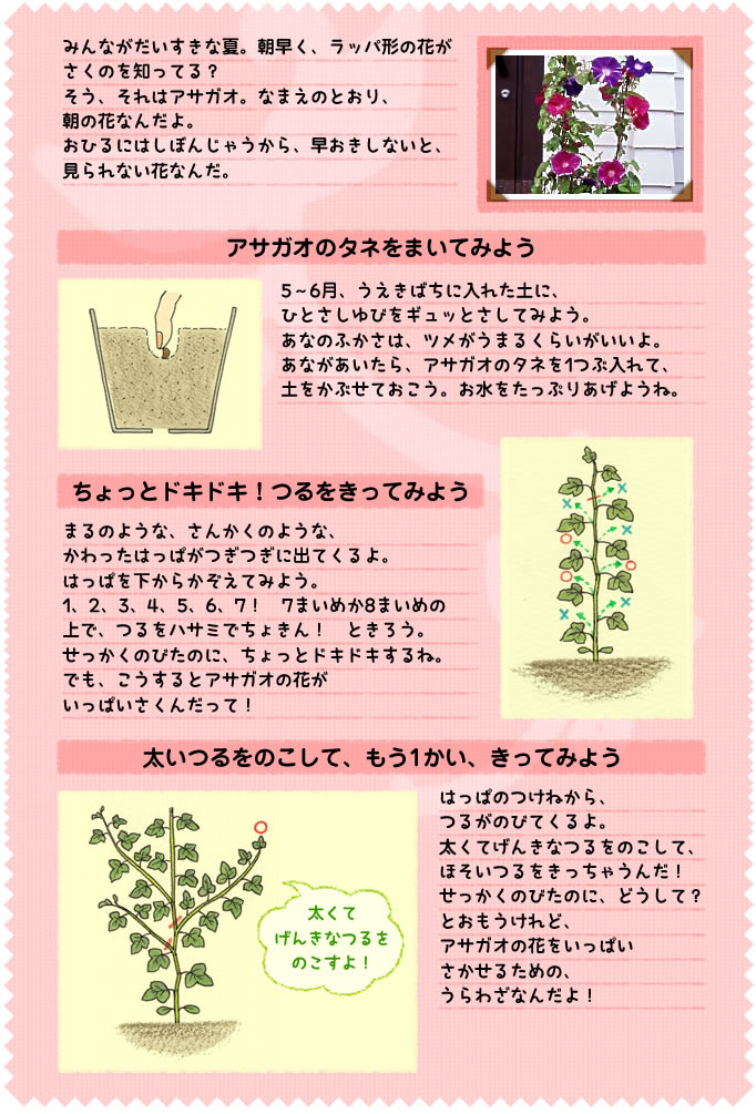 みんながだいすきな夏。朝早く、ラッパ形の花がさくのを知ってる？　
そう、それはアサガオ。なまえのとおり、
朝の花なんだよ。
おひるにはしぼんじゃうから、早おきしないと、見られない花なんだ。
アサガオのタネをまいてみよう
5～6月、うえきばちに入れた土に、
ひとさしゆびをギュッとさしてみよう。
あなのふかさは、ツメがうまるくらいがいいよ。
あながあいたら、アサガオのタネを1つぶ入れて、
土をかぶせておこう。お水をたっぷりあげようね。
ちょっとドキドキ！つるをきってみよう
まるのような、さんかくのような、
かわったはっぱがつぎつぎに出てくるよ。
はっぱを下からかぞえてみよう。
1、2、3、4、5、6、7！　7まいめか8まいめの上で、つるをハサミでちょきん！　ときろう。
せっかくのびたのに、ちょっとドキドキするね。
でも、こうするとアサガオの花が
いっぱいさくんだって！
太いつるをのこして、もう1かい、きってみよう
はっぱのつけねから、
つるがのびてくるよ。
太くてげんきなつるをのこして、
ほそいつるをきっちゃうんだ！
せっかくのびたのに、どうして？　とおもうけれど、
アサガオの花をいっぱい
さかせるための、
うらわざなんだよ！