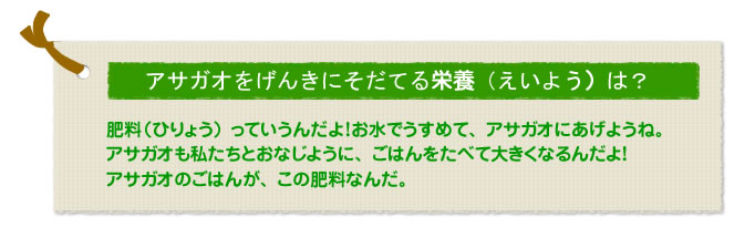 アサガオをげんきにそだてる栄養（えいよう）は？
肥料（ひりょう）っていうんだよ！お水でうすめて、アサガオにあげようね。
アサガオも私たちとおなじように、ごはんをたべて大きくなるんだよ！
アサガオのごはんが、この肥料なんだ。