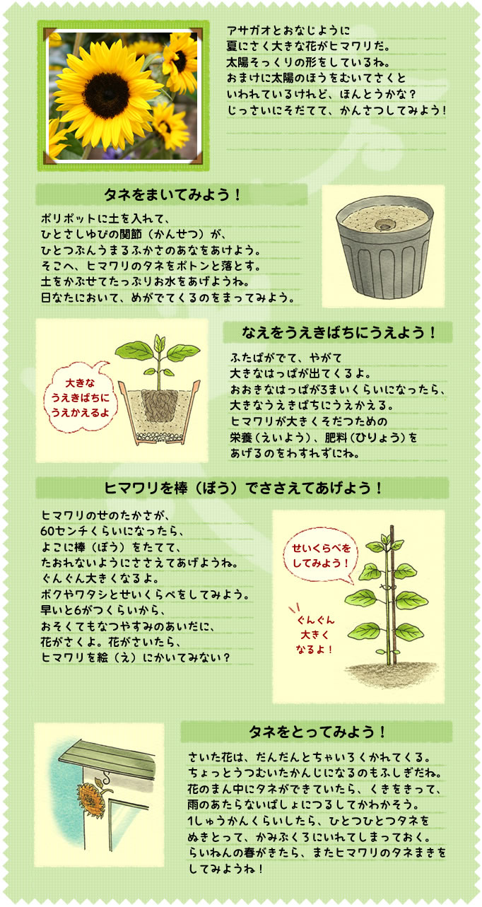 アサガオとおなじように
夏にさく大きな花がヒマワリだ。
太陽そっくりの形をしているね。
おまけに太陽のほうをむいてさくと
いわれているけれど、ほんとうかな？　
じっさいにそだてて、かんさつしてみよう！
タネをまいてみよう！
ポリポットに土を入れて、
ひとさしゆびの関節（かんせつ）が、
ひとつぶんうまるふかさのあなをあけよう。
そこへ、ヒマワリのタネをポトンと落とす。
土をかぶせてたっぷりお水をあげようね。
日なたにおいて、めがでてくるのをまってみよう。
なえをうえきばちにうえよう！
ふたばがでて、やがて
大きなはっぱが出てくるよ。
おおきなはっぱが3まいくらいになったら、
大きなうえきばちにうえかえる。
ヒマワリが大きくそだつための
栄養（えいよう）、肥料（ひりょう）を
あげるのをわすれずにね。
ヒマワリを棒（ぼう）でささえてあげよう！
ヒマワリのせのたかさが、
60センチくらいになったら、
よこに棒（ぼう）をたてて、
たおれないようにささえてあげようね。
ぐんぐん大きくなるよ。
ボクやワタシとせいくらべをしてみよう。
早いと6がつくらいから、
おそくてもなつやすみのあいだに、
花がさくよ。花がさいたら、
ヒマワリを絵（え）にかいてみない？
タネをとってみよう！
さいた花は、だんだんとちゃいろくかれてくる。ちょっとうつむいたかんじになるのもふしぎだね。花のまん中にタネができていたら、くきをきって、雨のあたらないばしょにつるしてかわかそう。1しゅうかんくらいしたら、ひとつひとつタネを
ぬきとって、かみぶくろにいれてしまっておく。
らいねんの春がきたら、またヒマワリのタネまきをしてみようね！