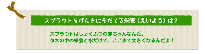 スプラウトをげんきにそだてる栄養（えいよう）は？
スプラウトはしょくぶつの赤ちゃんなんだ。
タネの中の栄養と水だけで、ここまで大きくなるんだよ！