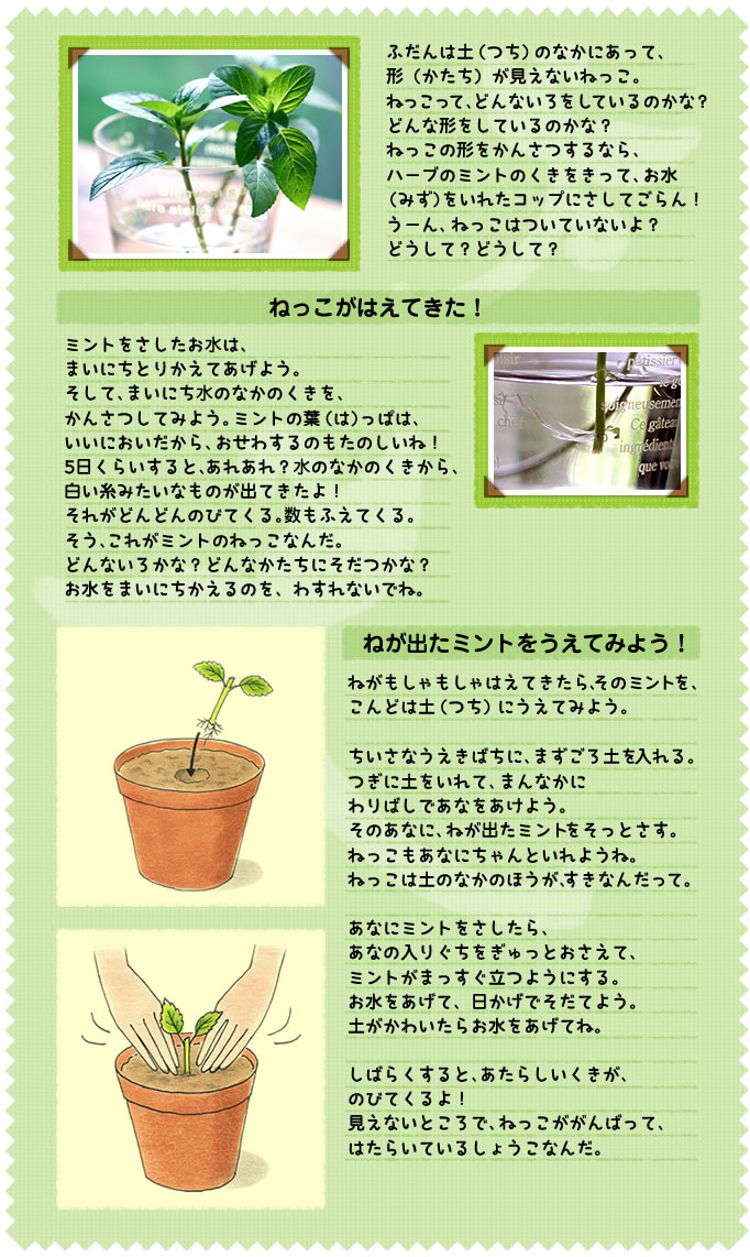 ふだんは土（つち）のなかにあって、
形（かたち）が見えないねっこ。
ねっこって、どんないろをしているのかな？　どんな形をしているのかな？　
ねっこの形をかんさつするなら、
ハーブのミントのくきをきって、お水
 （みず）をいれたコップにさしてごらん！　
うーん、ねっこはついていないよ？　
どうして？どうして？
ねっこがはえてきた！
ミントをさしたお水は、
まいにちとりかえてあげよう。
そして、まいにち水のなかのくきを、
かんさつしてみよう。ミントの葉（は）っぱは、
いいにおいだから、おせわするのもたのしいね！
5日くらいすると、あれあれ？水のなかのくきから、
白い糸みたいなものが出てきたよ！　
それがどんどんのびてくる。数もふえてくる。
そう、これがミントのねっこなんだ。
どんないろかな？どんなかたちにそだつかな？　
お水をまいにちかえるのを、わすれないでね。
ねが出たミントをうえてみよう！
ねがもしゃもしゃはえてきたら、そのミントを、
こんどは土（つち）にうえてみよう。
ちいさなうえきばちに、まずごろ土を入れる。
つぎに土をいれて、まんなかに
わりばしであなをあけよう。
そのあなに、ねが出たミントをそっとさす。
ねっこもあなにちゃんといれようね。
ねっこは土のなかのほうが、すきなんだって。
あなにミントをさしたら、
あなの入りぐちをぎゅっとおさえて、
ミントがまっすぐ立つようにする。
お水をあげて、日かげでそだてよう。
土がかわいたらお水をあげてね。
しばらくすると、あたらしいくきが、
のびてくるよ！
見えないところで、ねっこががんばって、
はたらいているしょうこなんだ。