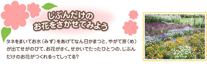 じぶんだけのお花をさかせてみよう 
タネをまいてお水（みず）をあげてなん日かまつと、やがて芽（め）が出てせがのびて、お花がさく。せかいでたったひとつの、じぶんだけのお花がつくれるってしってる？