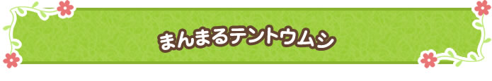 6月 まんまるテントウムシ