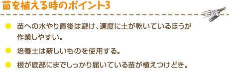 苗を植える時のポイント3　・苗への水やり直後は避け、適度に土が乾いているほうが作業しやすい。・培養土は新しいものを使用する。・根が底部にまでしっかり届いている苗が植えつけどき。