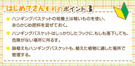 はじめてさん6月のポイント3　・ハンギングバスケットの培養土は軽いものを使い、あらかじめ肥料を混ぜておく。・ハンギングバスケットはしっかりしたフックに、もしも落下しても、危険がない場所に吊るす。・鉢植えもハンギングバスケットも、植えた植物に適した場所で管理する。
