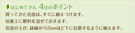 はじめてさん4月のポイント
  買ってきた花苗は、すぐに植えつけます。
  培養土に肥料を混ぜておきます。
  花苗の土が、鉢縁から2cmほど下に位置するように植えます。