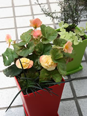赤い鉢：ガーデンベゴニア（黄色い花）、オオバジャノヒゲ'黒竜'
  緑色の鉢：コロキア・コトネアステル（黒い枝の木）、ヘリクリサム・ペティオラレ・オーレア（黄色い葉）