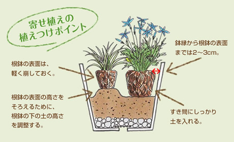 寄せ植えの植えつけポイント　根鉢の表面は、軽く崩しておく。
  根鉢の表面の高さをそろえるために、根鉢の下の土の高さを調整する。
  鉢縁から根鉢の表面までは2～3cm。
  すき間にしっかり土を入れる。