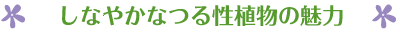しなやかなつる性植物の魅力