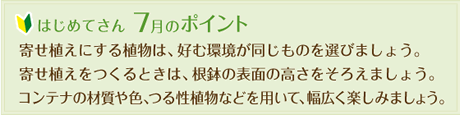 はじめてさん7月のポイント
  寄せ植えにする植物は、好む環境が同じものを選びましょう。
  寄せ植えをつくるときは、根鉢の表面の高さをそろえましょう。
  コンテナの材質や色、つる性植物などを用いて、幅広く楽しみましょう。