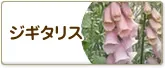 ジギタリス