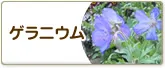 ゲラニウム