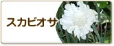 スカビオサ