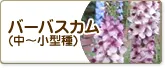 バーバスカム（中～小型種）