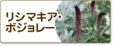 リシマキア・ボジョレー