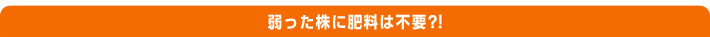 弱った株に肥料は不要！