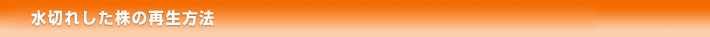 水切れした株の再生方法